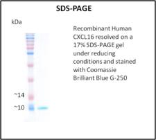 CXCL16 Protein