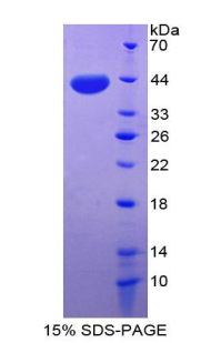 CXCL3 / GRO Gamma Protein - Recombinant Growth Regulated Oncogene Gamma By SDS-PAGE