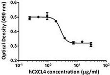 CXCL4 / PF4 Protein - Inhibition of human FGF-basic-dependent proliferation of HUVEC by human CXCL4.