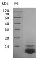 CXCL5 Protein - (Tris-Glycine gel) Discontinuous SDS-PAGE (reduced) with 5% enrichment gel and 15% separation gel.
