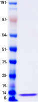CXCL5 Protein - Purified recombinant protein CXCL5 was analyzed by SDS-PAGE gel and Coomassie Blue Staining