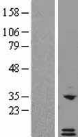 CXCL6 Protein - Western validation with an anti-DDK antibody * L: Control HEK293 lysate R: Over-expression lysate