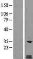 CXCL6 Protein - Western validation with an anti-DDK antibody * L: Control HEK293 lysate R: Over-expression lysate