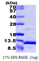 CXCL7 / PPBP Protein