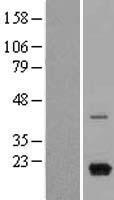 CXCL9 / MIG Protein - Western validation with an anti-DDK antibody * L: Control HEK293 lysate R: Over-expression lysate