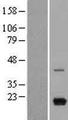 CXCL9 / MIG Protein - Western validation with an anti-DDK antibody * L: Control HEK293 lysate R: Over-expression lysate