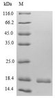 CXCL9 / MIG Protein - (Tris-Glycine gel) Discontinuous SDS-PAGE (reduced) with 5% enrichment gel and 15% separation gel.