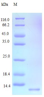CXCL9 / MIG Protein