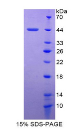CXCL9 / MIG Protein - Recombinant Monokine Induced By Interferon Gamma By SDS-PAGE