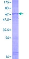 CXCR1 Protein - 12.5% SDS-PAGE of human CXCR1 stained with Coomassie Blue