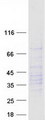 CXCR2 Protein - Purified recombinant protein CXCR2 was analyzed by SDS-PAGE gel and Coomassie Blue Staining