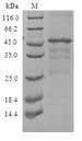 CXCR3 Protein - (Tris-Glycine gel) Discontinuous SDS-PAGE (reduced) with 5% enrichment gel and 15% separation gel.