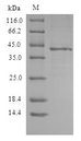 CXCR3 Protein - (Tris-Glycine gel) Discontinuous SDS-PAGE (reduced) with 5% enrichment gel and 15% separation gel.