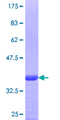 CXCR3 Protein - 12.5% SDS-PAGE Stained with Coomassie Blue.