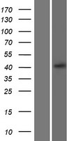 CXCR5 Protein - Western validation with an anti-DDK antibody * L: Control HEK293 lysate R: Over-expression lysate