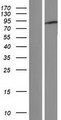 CXorf23 Protein - Western validation with an anti-DDK antibody * L: Control HEK293 lysate R: Over-expression lysate
