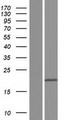 CXorf40A Protein - Western validation with an anti-DDK antibody * L: Control HEK293 lysate R: Over-expression lysate