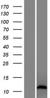 CXorf51 Protein - Western validation with an anti-DDK antibody * L: Control HEK293 lysate R: Over-expression lysate