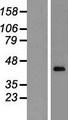 CXXC5 Protein - Western validation with an anti-DDK antibody * L: Control HEK293 lysate R: Over-expression lysate