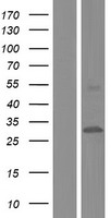 CYB561 Protein - Western validation with an anti-DDK antibody * L: Control HEK293 lysate R: Over-expression lysate