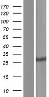 CYB5D1 Protein - Western validation with an anti-DDK antibody * L: Control HEK293 lysate R: Over-expression lysate