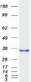CYB5R3 / B5R Protein - Purified recombinant protein CYB5R3 was analyzed by SDS-PAGE gel and Coomassie Blue Staining