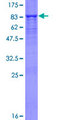 CYB5R4 Protein - 12.5% SDS-PAGE of human CYB5R4 stained with Coomassie Blue