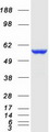 CYB5R4 Protein - Purified recombinant protein CYB5R4 was analyzed by SDS-PAGE gel and Coomassie Blue Staining