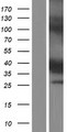 CYB5RL Protein - Western validation with an anti-DDK antibody * L: Control HEK293 lysate R: Over-expression lysate