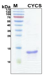 CYCS / Cytochrome c Protein - SDS-PAGE under reducing conditions and visualized by Coomassie blue staining