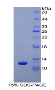 CYCS / Cytochrome c Protein - Recombinant Cytochrome C, Somatic By SDS-PAGE