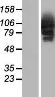 CYLD Protein - Western validation with an anti-DDK antibody * L: Control HEK293 lysate R: Over-expression lysate