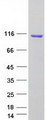 CYLD Protein - Purified recombinant protein CYLD was analyzed by SDS-PAGE gel and Coomassie Blue Staining