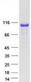 CYLD Protein - Purified recombinant protein CYLD was analyzed by SDS-PAGE gel and Coomassie Blue Staining