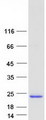 CYorf15A Protein - Purified recombinant protein CYorf15A was analyzed by SDS-PAGE gel and Coomassie Blue Staining