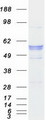 CYP17 / CYP17A1 Protein - Purified recombinant protein CYP17A1 was analyzed by SDS-PAGE gel and Coomassie Blue Staining