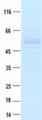 CYP19 / Aromatase Protein