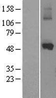 CYP1A1 Protein - Western validation with an anti-DDK antibody * L: Control HEK293 lysate R: Over-expression lysate