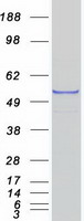 CYP1A1 Protein - Purified recombinant protein CYP1A1 was analyzed by SDS-PAGE gel and Coomassie Blue Staining