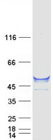 CYP1A2 Protein - Purified recombinant protein CYP1A2 was analyzed by SDS-PAGE gel and Coomassie Blue Staining