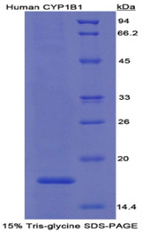CYP1B1 Protein - Recombinant Cytochrome P450 1B1 By SDS-PAGE