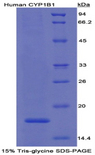 CYP1B1 Protein - Recombinant Cytochrome P450 1B1 By SDS-PAGE