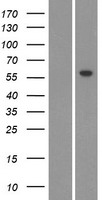 CYP26C1 Protein - Western validation with an anti-DDK antibody * L: Control HEK293 lysate R: Over-expression lysate