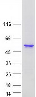 CYP26C1 Protein - Purified recombinant protein CYP26C1 was analyzed by SDS-PAGE gel and Coomassie Blue Staining