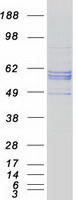 CYP27 / CYP27A1 Protein - Purified recombinant protein CYP27A1 was analyzed by SDS-PAGE gel and Coomassie Blue Staining