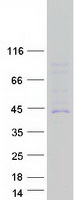 CYP27C1 Protein - Purified recombinant protein CYP27C1 was analyzed by SDS-PAGE gel and Coomassie Blue Staining