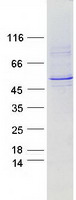CYP2A6 Protein - Purified recombinant protein CYP2A6 was analyzed by SDS-PAGE gel and Coomassie Blue Staining