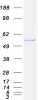 CYP2B6 Protein - Purified recombinant protein CYP2B6 was analyzed by SDS-PAGE gel and Coomassie Blue Staining