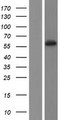 CYP2C19 Protein - Western validation with an anti-DDK antibody * L: Control HEK293 lysate R: Over-expression lysate