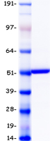 CYP2C19 Protein - Purified recombinant protein CYP2C19 was analyzed by SDS-PAGE gel and Coomassie Blue Staining